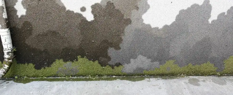 stubborn molds from a wall